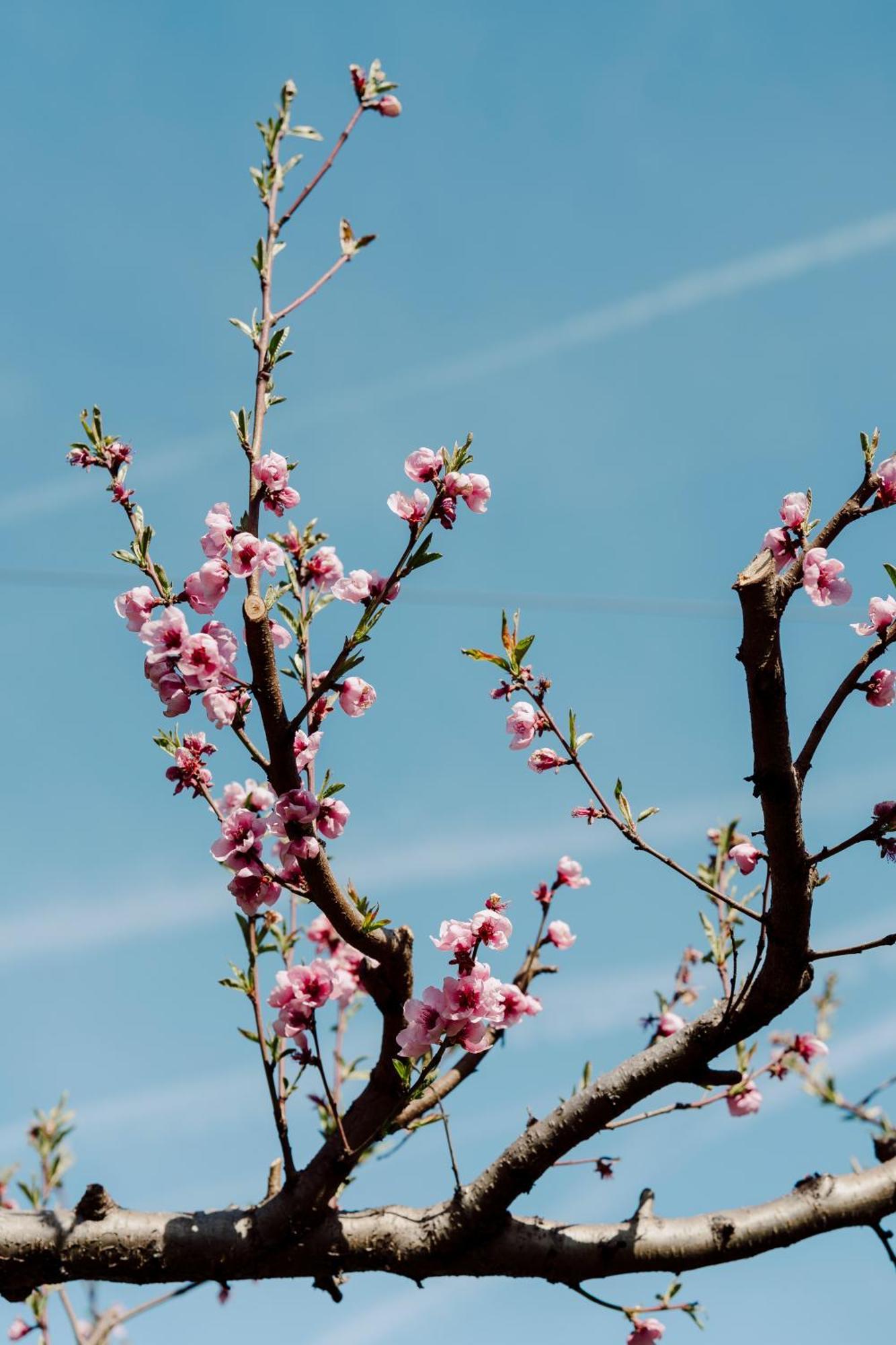 Appartamenti Maso Giare 阿科 外观 照片