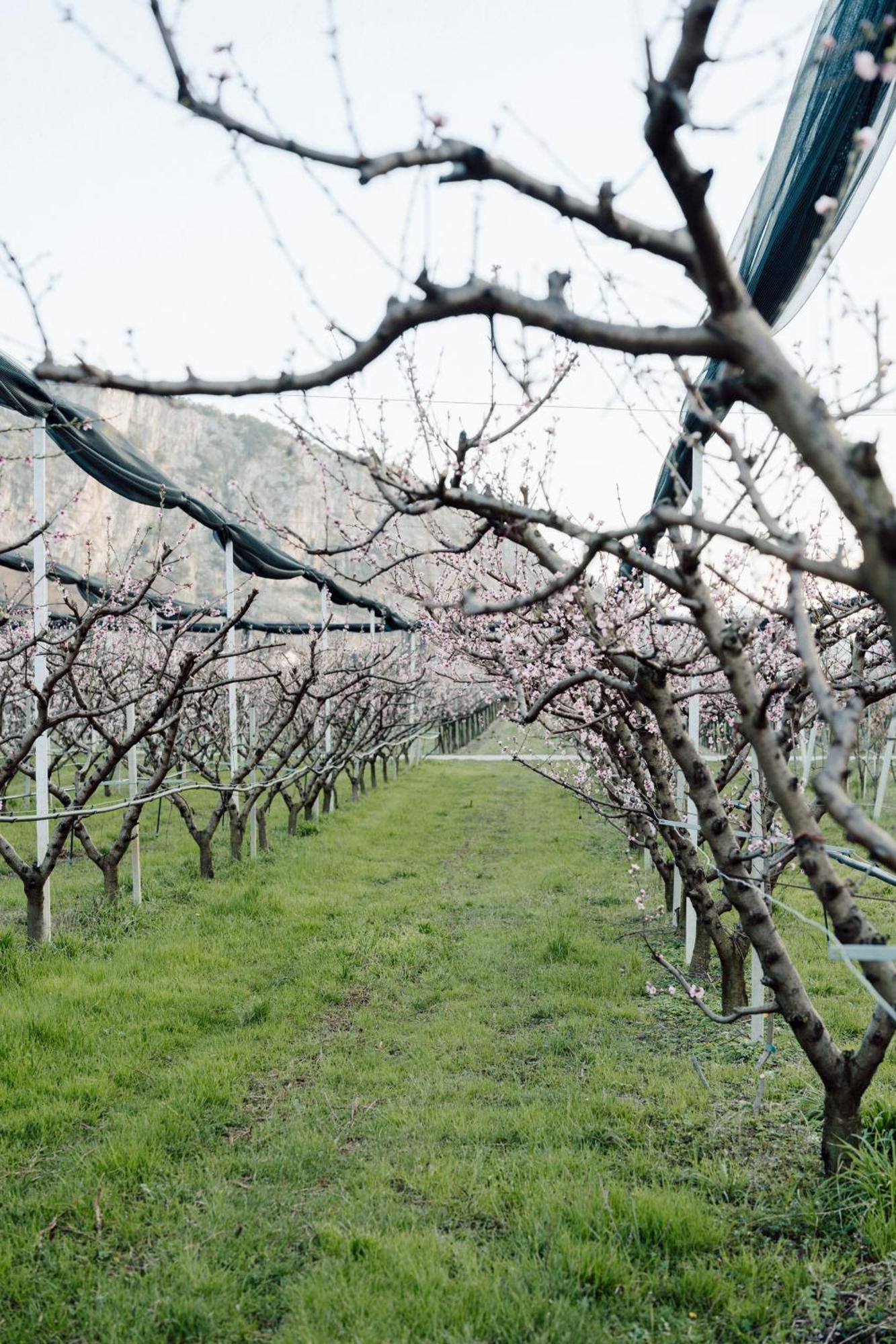 Appartamenti Maso Giare 阿科 外观 照片